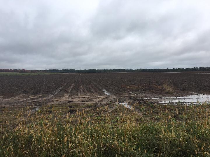 A grower field in Wisconsin early in the season