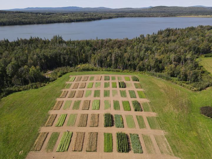 Drone image of Objective 1 experimental plots in rotation crops, summer 2021