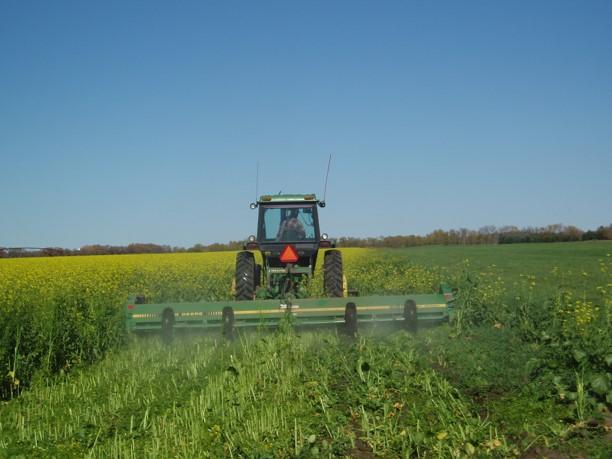 Picture of potato field with covercrops