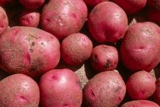 Picture of red potatoes with scab