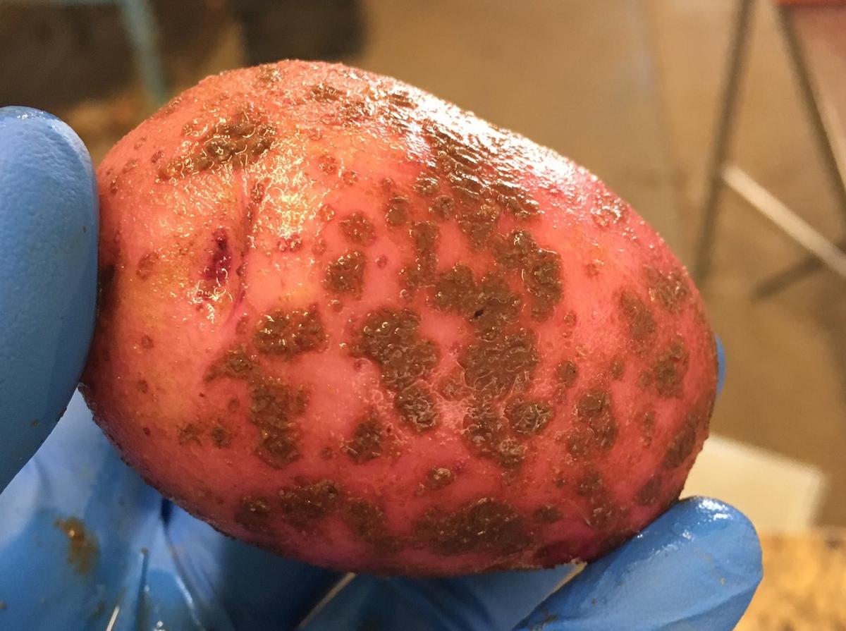 Scab on a red potato in the sorting shed