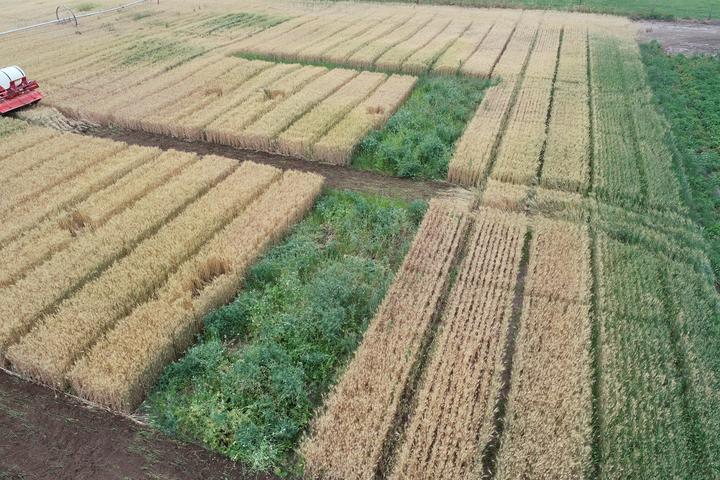 Spring wheat and green manure plots in Idaho small plots
